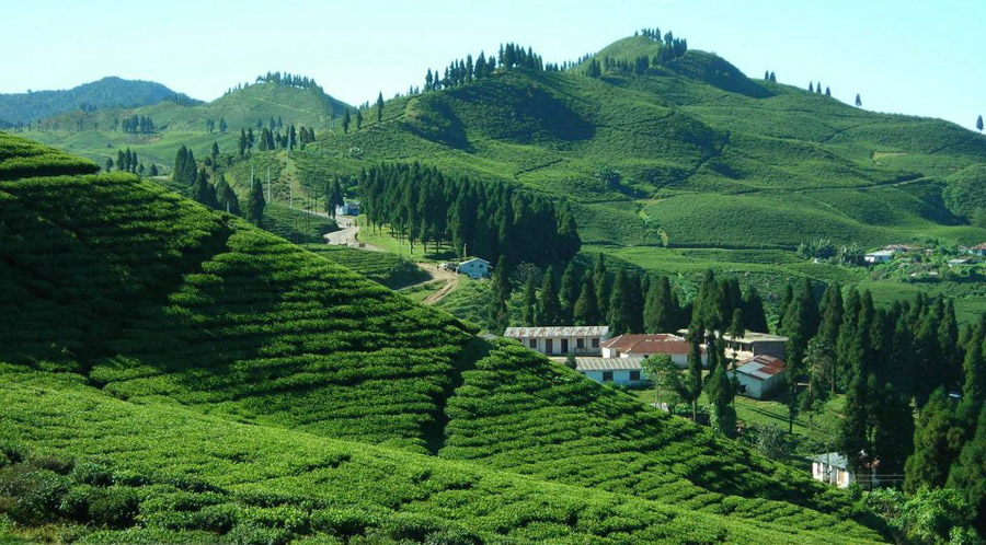 illam-tea-garden